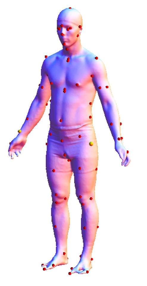 Developing and implementing parametric human body shape models in ergonomics software